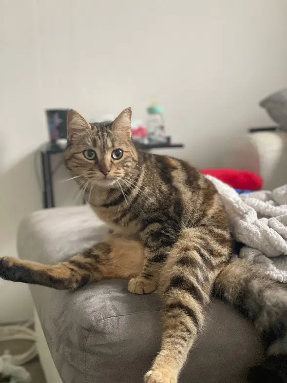Chatte Perdue 17 Charente-Maritime - Blue Chatte Perdue 17 Charente-Maritime - Blue