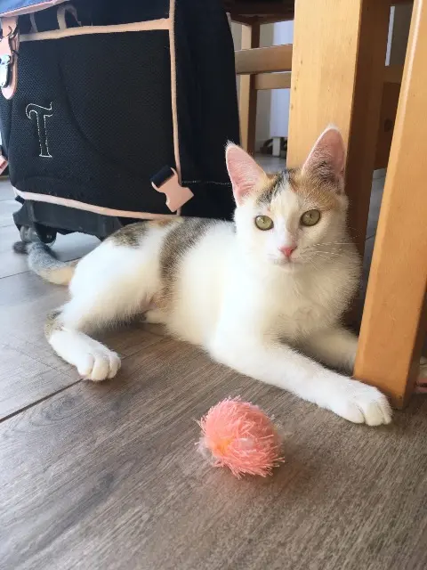 chatte lost   17230 Marans Charlotte