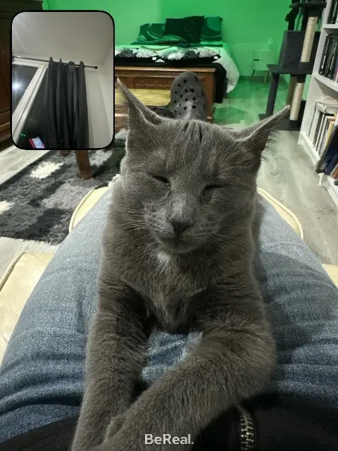 chatte lost   17750 Étaules Chatoune