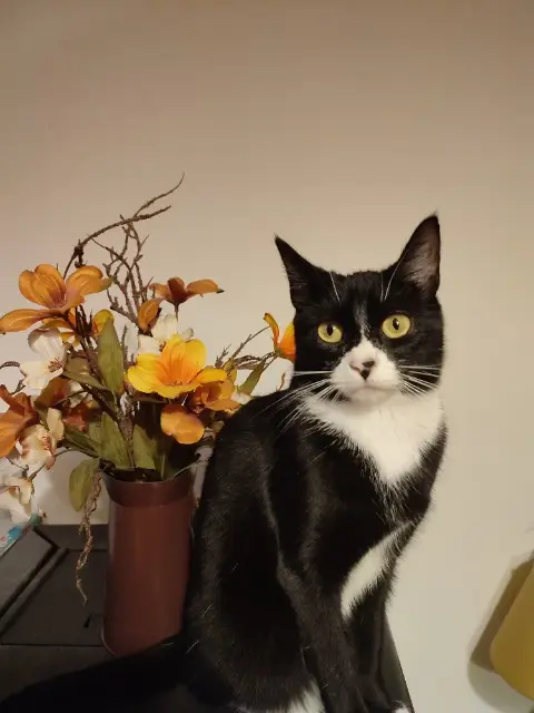 chatte lost   17400 Saint-Jean-d'Angély Chaussette