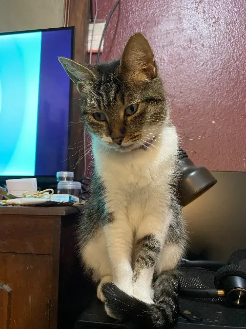 chatte lost   17139 Dompierre-sur-Mer Chloé