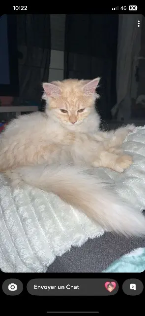 cat lost   17800 Montils Citrouille