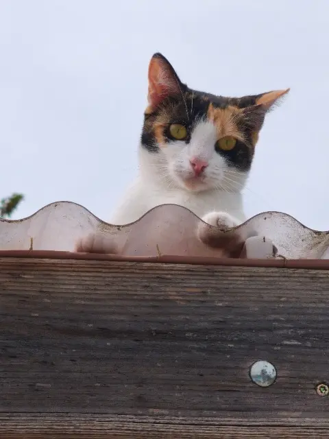 chatte lost   17120 Épargnes Confine