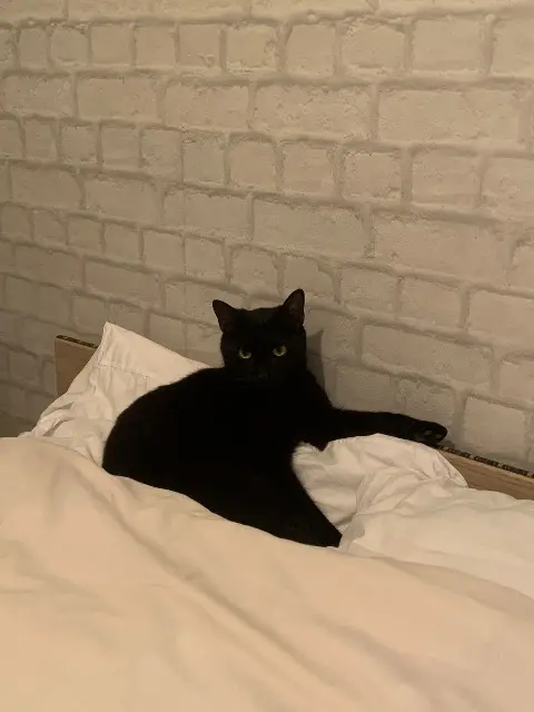 chatte lost   17120 Semussac DAPHNE