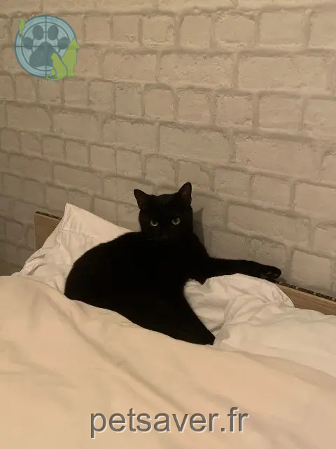 kat vermist 17120 Semussac Daphne kat lost 17120 Semussac Daphne