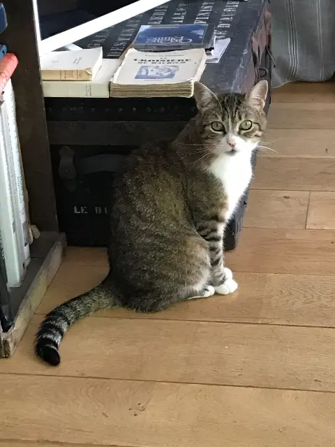 chatte lost   17300 Rochefort Dedette