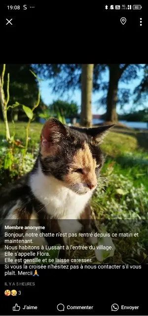 chatte lost   17430 Lussant Flora