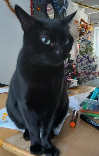 chatte lost   17600 Saujon FRIPOUILLE