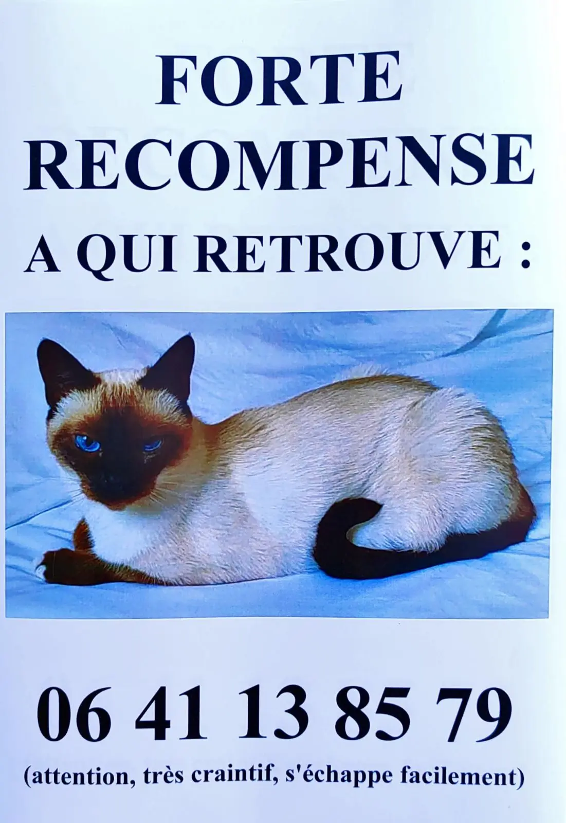 Chatte Perdue 17 Charente-Maritime Chatte Perdue 17 Charente-Maritime