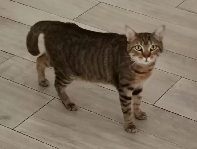 chatte lost   17220 Saint-Rogatien Gaia