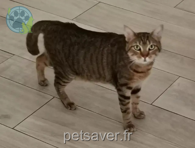 kat vermist 17220 Saint-Rogatien Gaia kat lost 17220 Saint-Rogatien Gaia
