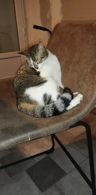 chatte lost   17300 Rochefort Globule