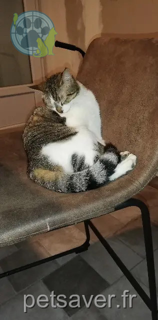 chatte perdue 17300 Rochefort Globule chatte lost 17300 Rochefort Globule