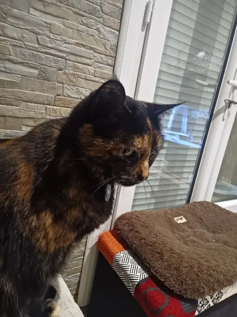 chatte lost   17290 Aigrefeuille-d'Aunis Havane