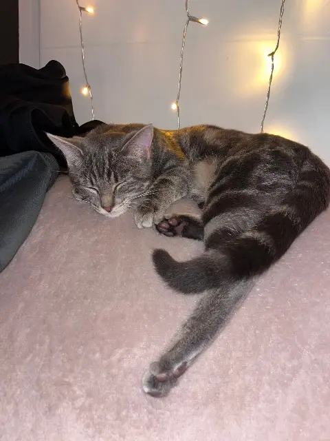 chatte lost   17230 Villedoux Haya