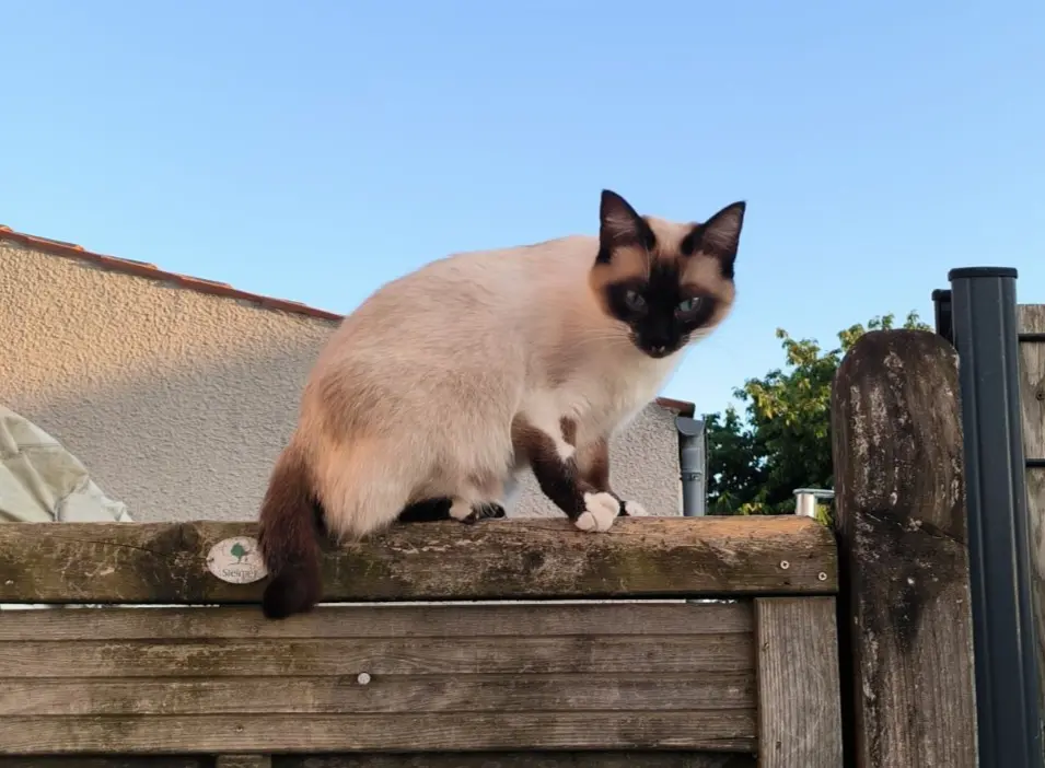 Chatte Perdue 17 Charente-Maritime - Hina Chatte Perdue 17 Charente-Maritime - Hina