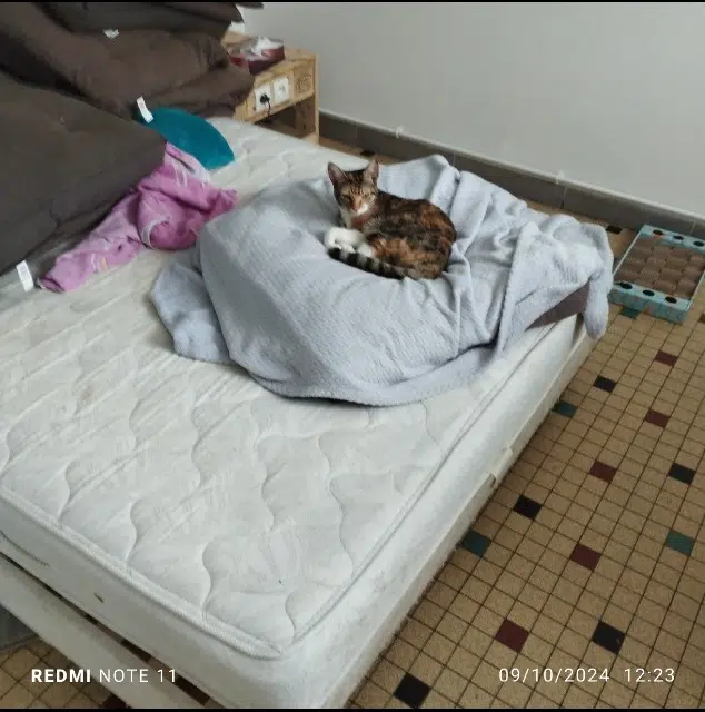 chatte lost   17100 Les Gonds Héra