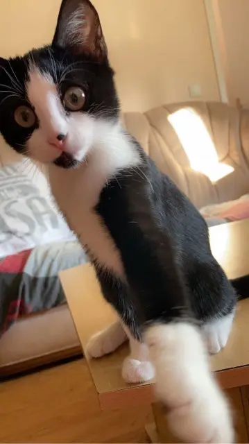 chatte lost   17600 Saujon Ina