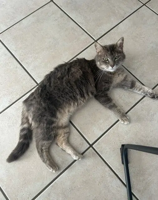 chatte lost   17113 Mornac-sur-Seudre Joy