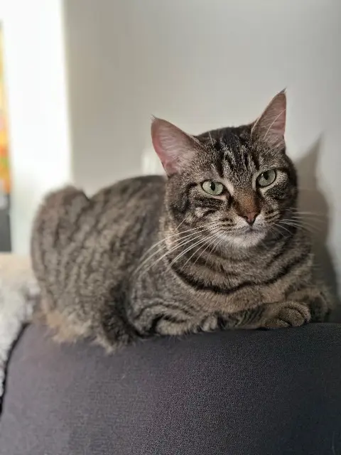 chatte lost   17800 Fléac-sur-Seugne Julia