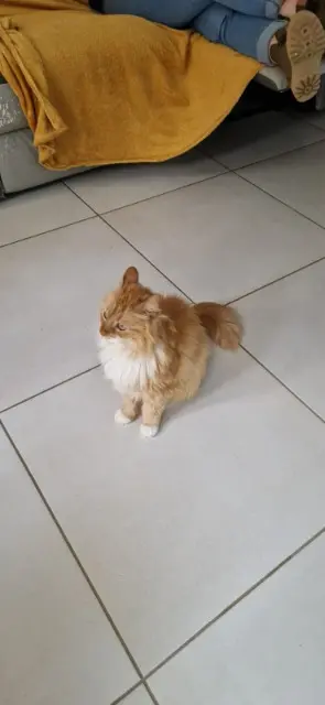 chatte lost   17220 Sainte-Soulle Kaito