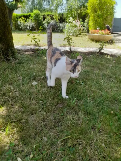 chatte lost   17920 Breuillet Kali