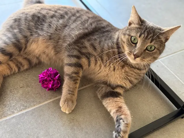 chatte lost   17120 Semussac Kaline