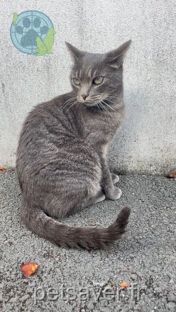 cat lost 17190 Saint-Georges-d'Oléron Kiara cat lost 17190 Saint-Georges-d'Oléron Kiara