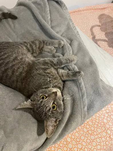 Chatte Perdue 17 Charente-Maritime La Rochelle - Sweety Chatte Perdue 17 Charente-Maritime La Rochelle - Sweety