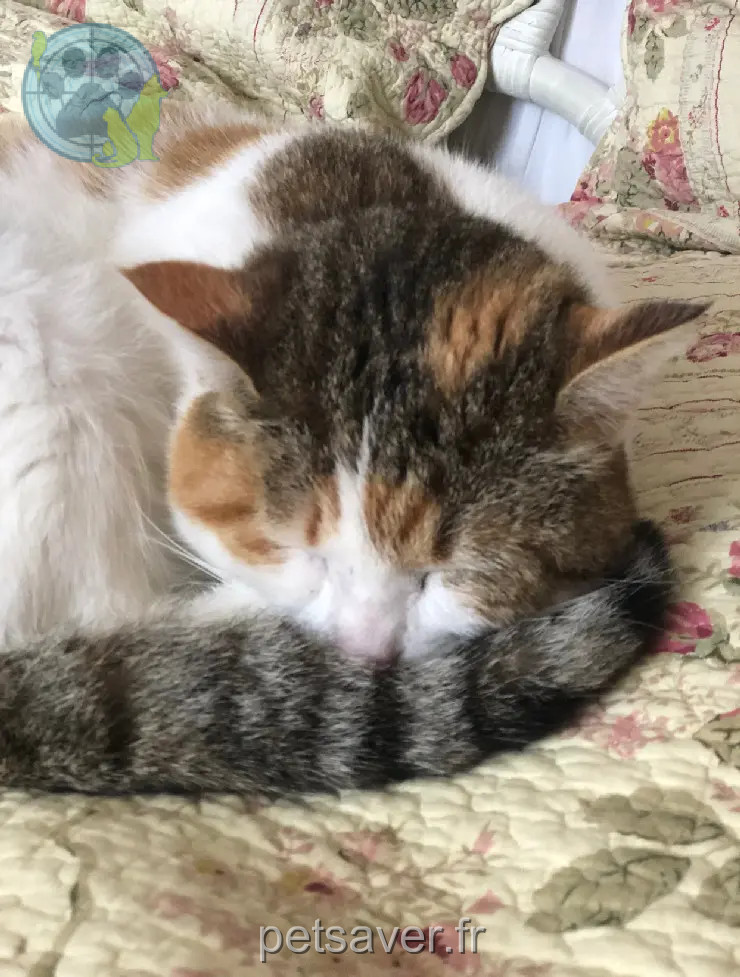 Chatte Perdue 17 Charente-Maritime - Libra Chatte Perdue 17 Charente-Maritime - Libra
