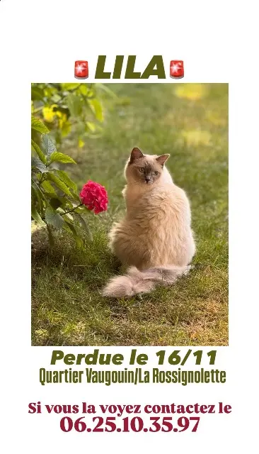 chatte lost   17000 La Rochelle Lila