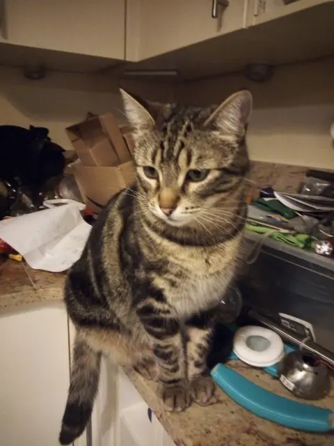 chatte lost   17260 Saint-Simon-de-Pellouaille LILIE