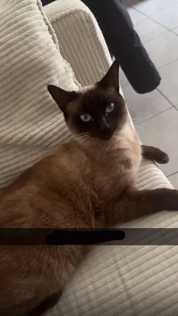 chatte lost   17700 Surgères Lily