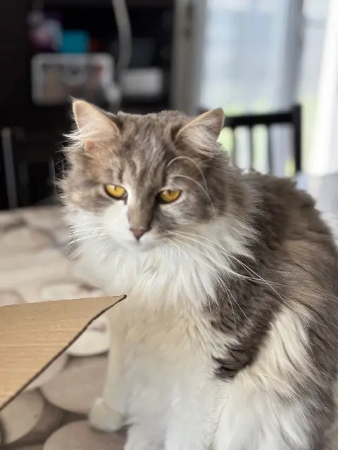 chatte lost   17100 Saintes Lixy