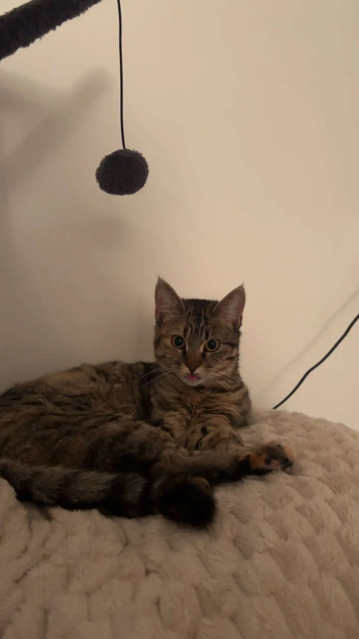 Chatte Perdue 17 Charente-Maritime - Lonely Chatte Perdue 17 Charente-Maritime - Lonely