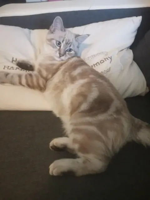 chatte lost   17170 Saint-Jean-de-Liversay Lova