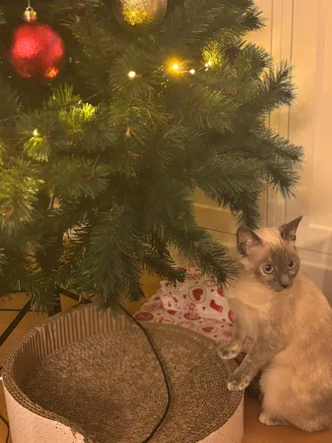 chatte lost   17260 Villars-en-Pons Luna