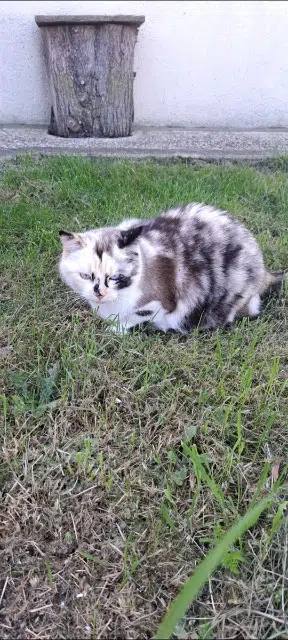 chatte lost   17320 Marennes-Hiers-Brouage Bella