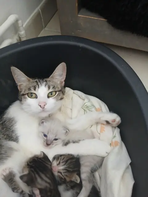 chatte lost   17320 Marennes-Hiers-Brouage Carla