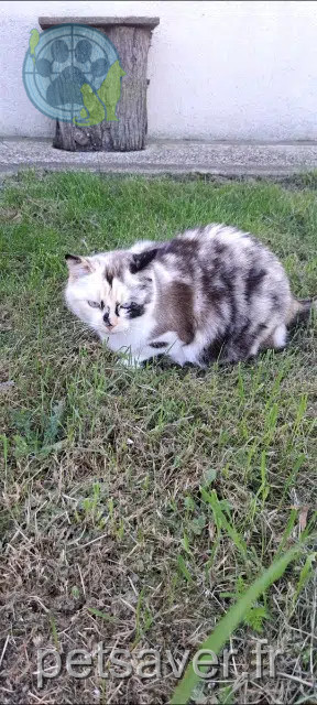 chatte lost   17320 Marennes-Hiers-Brouage Bella