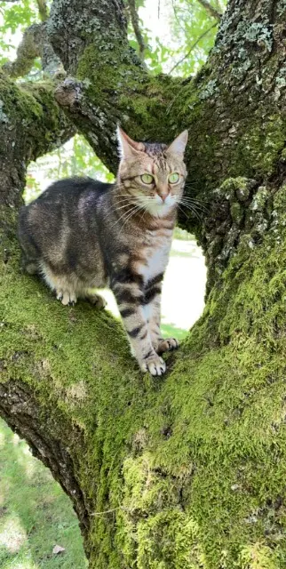 chatte lost   17320 Marennes-Hiers-Brouage Ilema