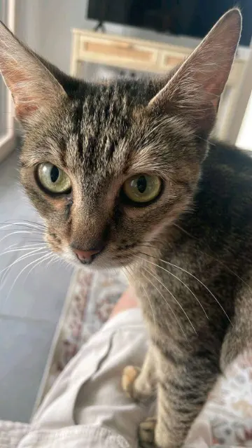 Katze vermisst 17000 La Rochelle Marguerite Katze lost 17000 La Rochelle Marguerite