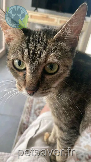 chatte perdue 17000 La Rochelle Marguerite chatte lost 17000 La Rochelle Marguerite