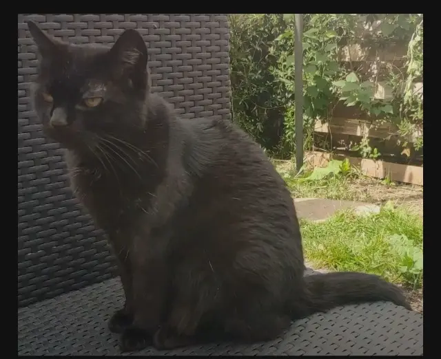 chatte lost   17138 Puilboreau Matouchatte