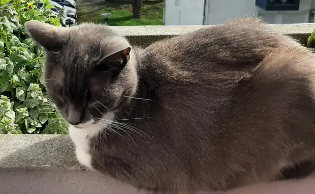 chatte lost   17300 Rochefort Maya