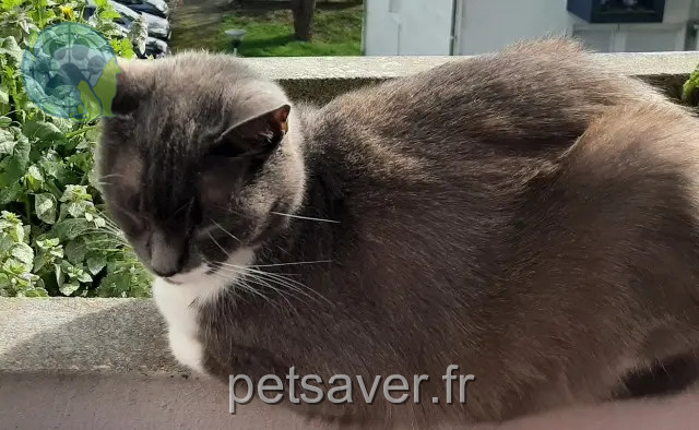 gata perdida 17300 Rochefort Maya gata lost 17300 Rochefort Maya