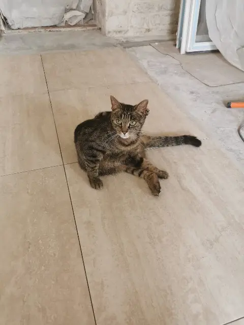 chatte lost   17220 Saint-Médard-d'Aunis Maïa