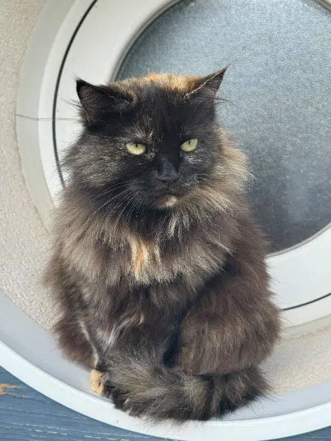 chatte lost   17000 La Rochelle Miaouss