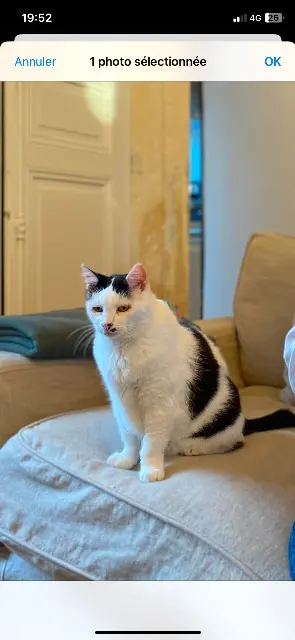 chatte lost   17200 Royan Milly