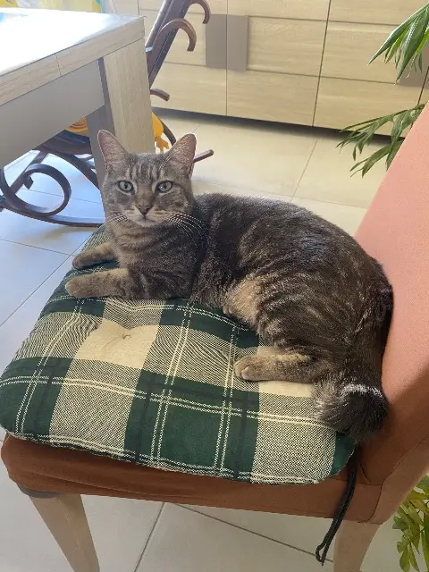 chatte lost   17200 Royan Mimine